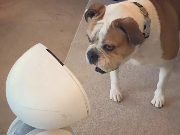 Buddy 2