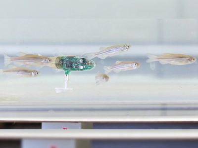 Cuddle‑Fish Robot - Read latest news Cuddle‑Fish Robot