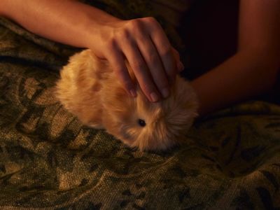 Moflin - Read latest news Moflin