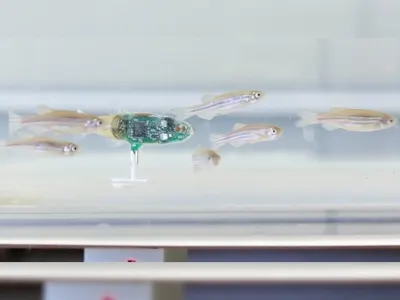 Cuddle-Fish Robot Elicits Hugs in Therapeutic Indoor Demos