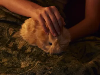 Casio's Moflin Redefines Pet Robotics as Emotional AI Companion Gains Global Traction