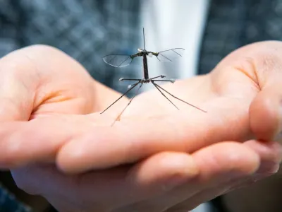RoboBee 5