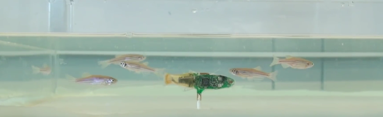 Cuddle‑Fish Robot