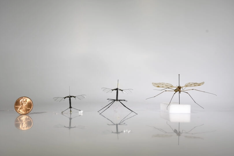 RoboBee