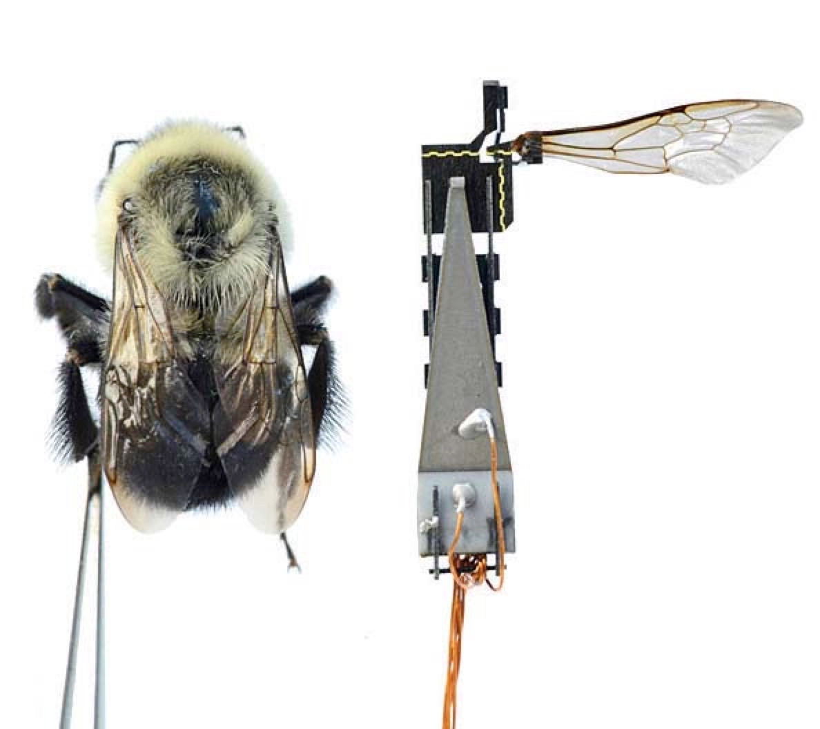 RoboBee - Image 2